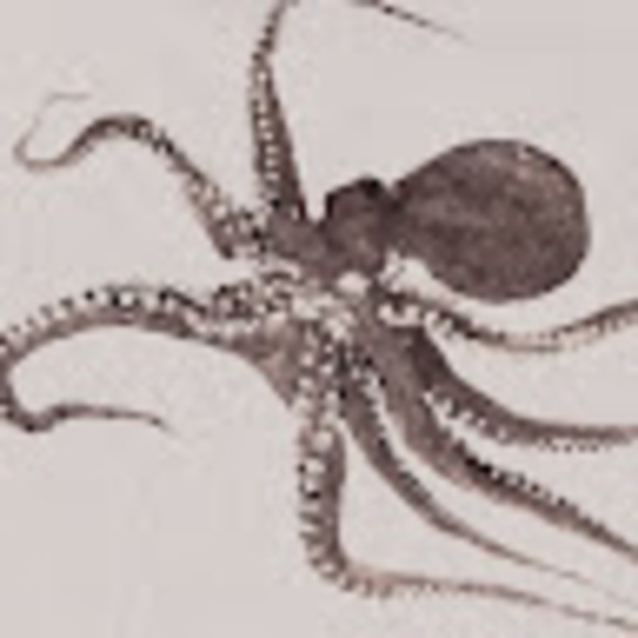 Meet your Posher, Ailey - Picture 1 of 1